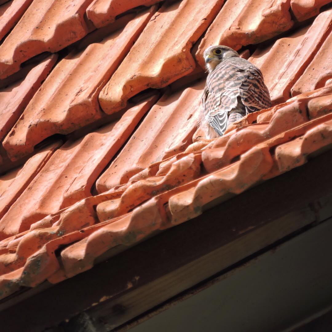 Common Kestrel 1