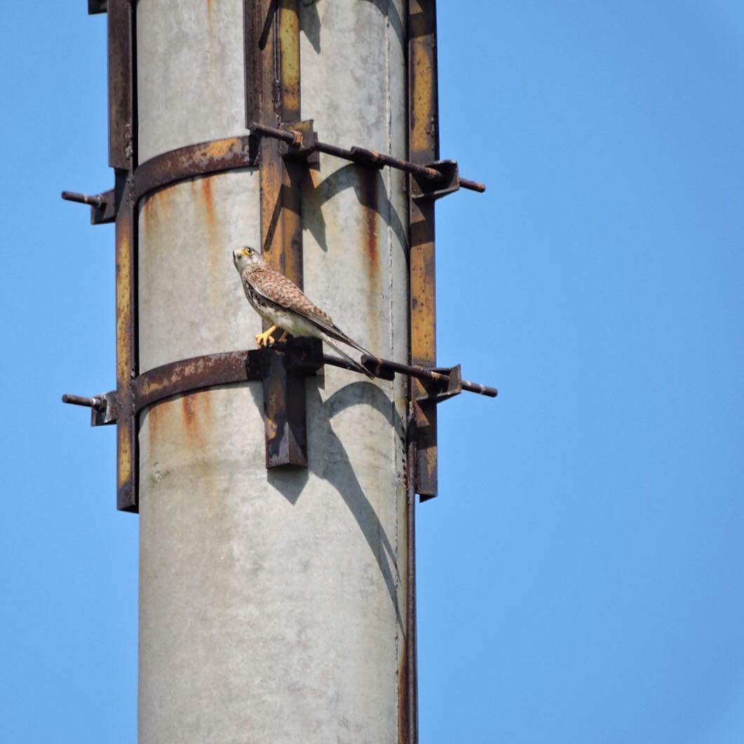 Common Kestrel 2