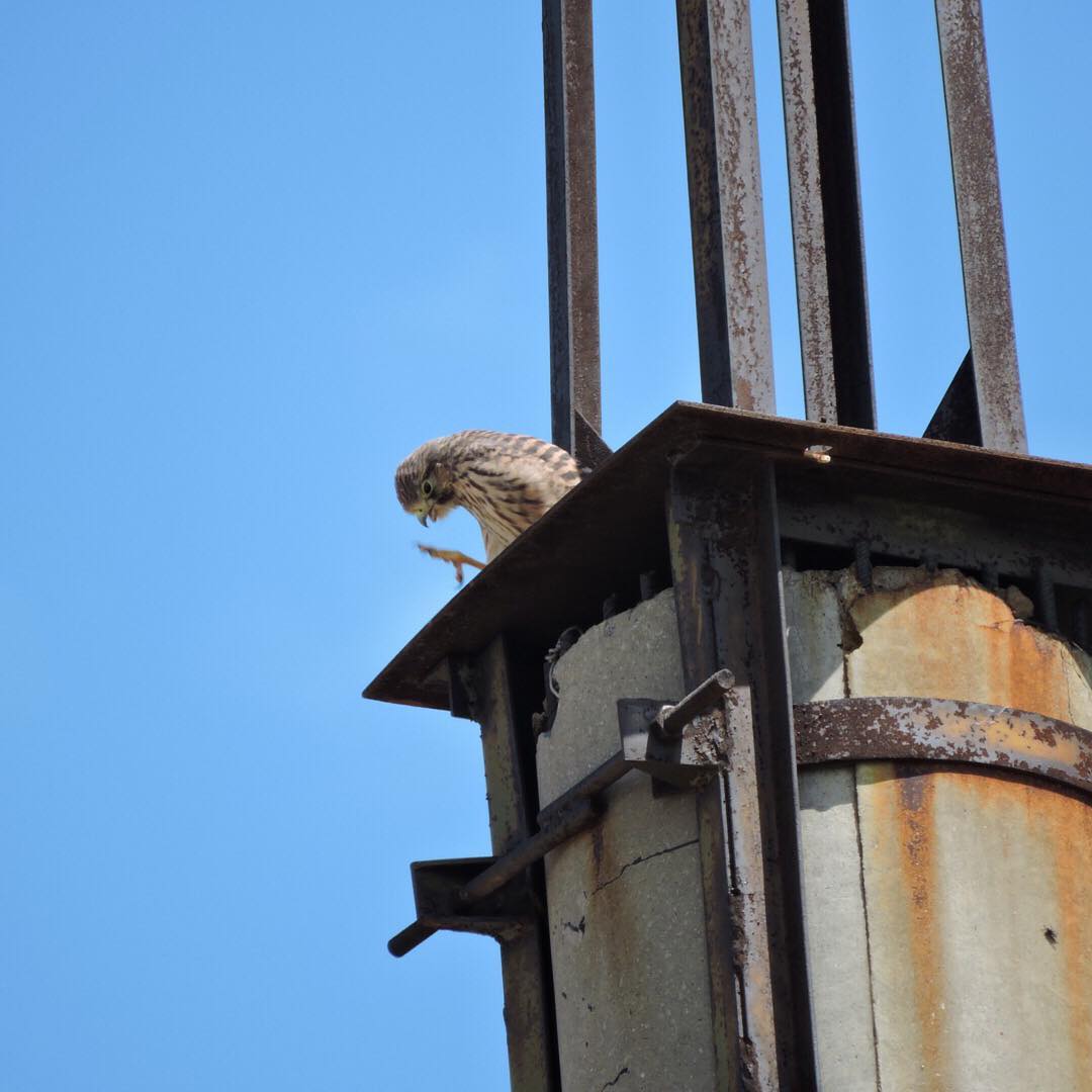 Common Kestrel 3