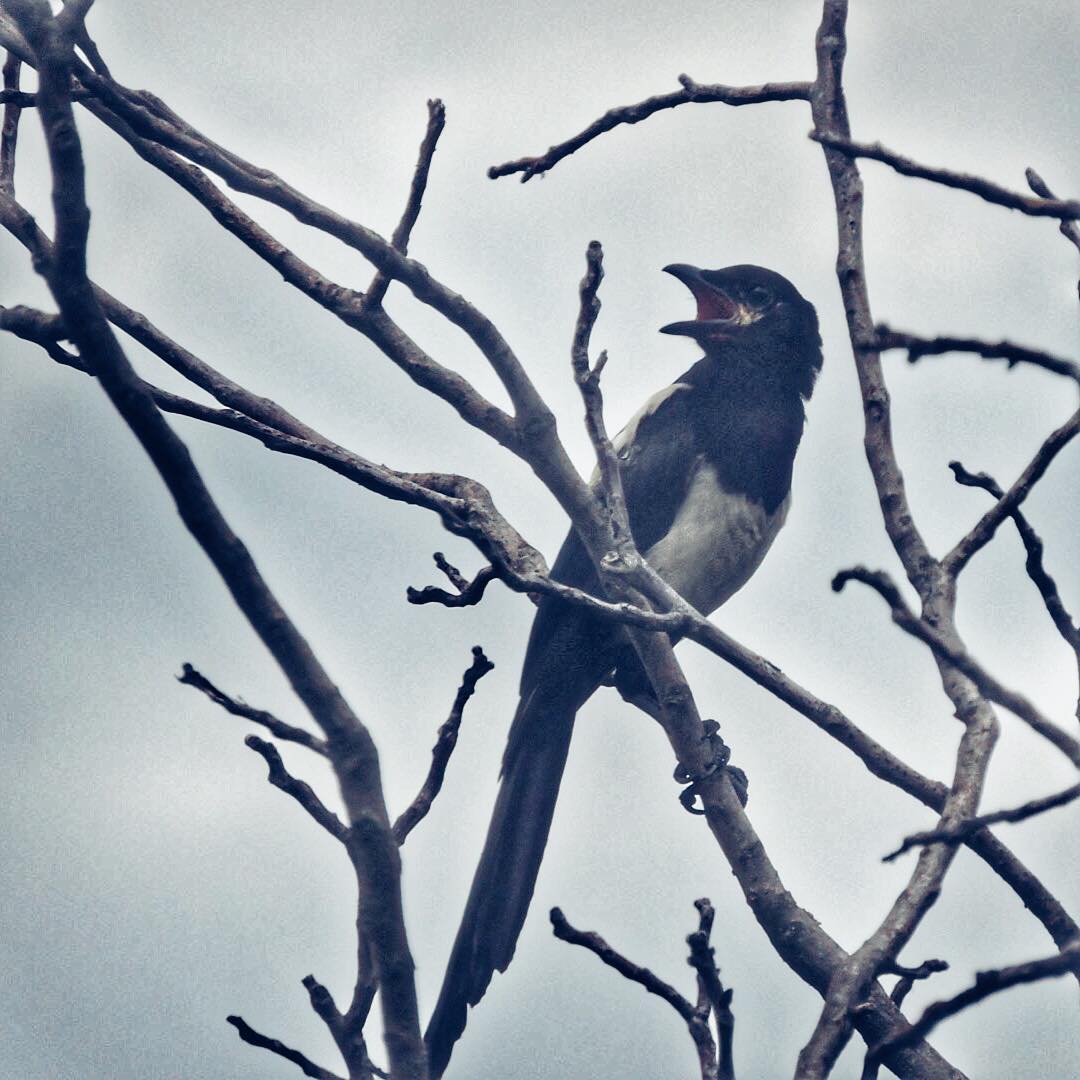 Eurasian Magpie 4