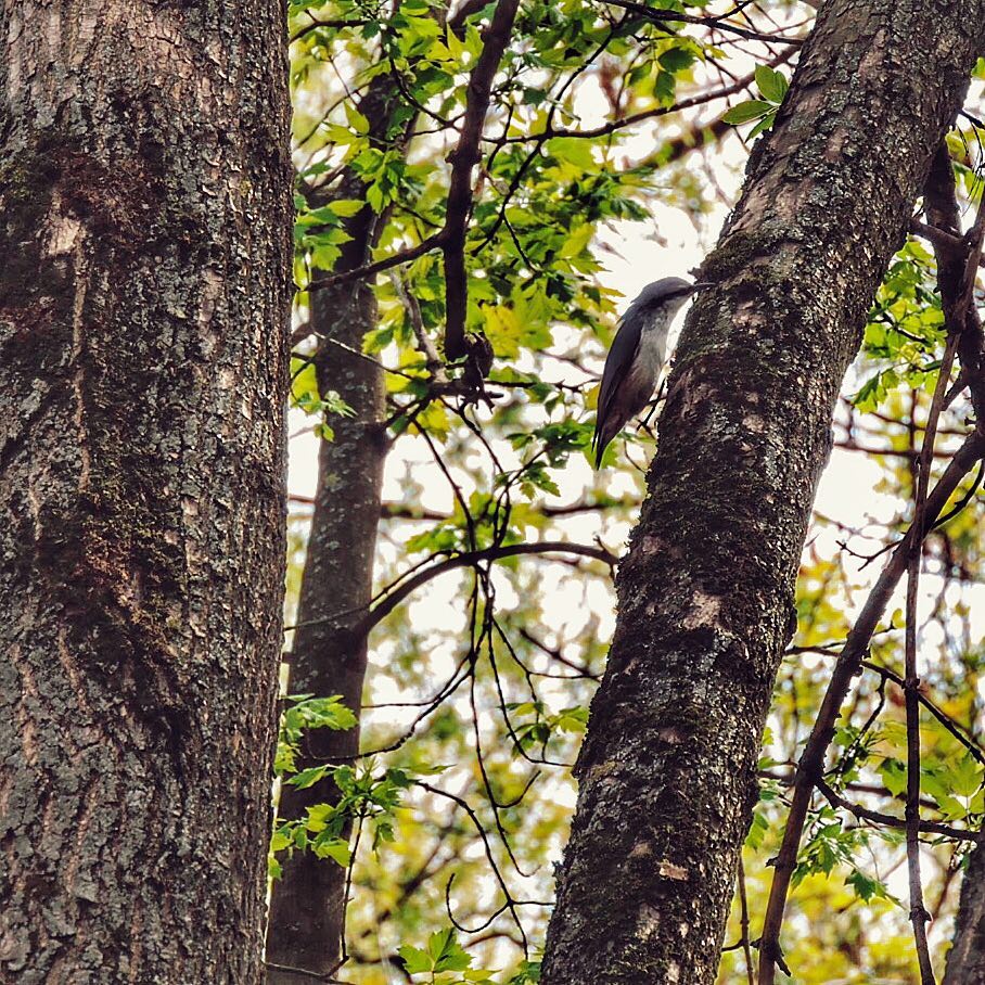 Eurasian Nuthatch 2