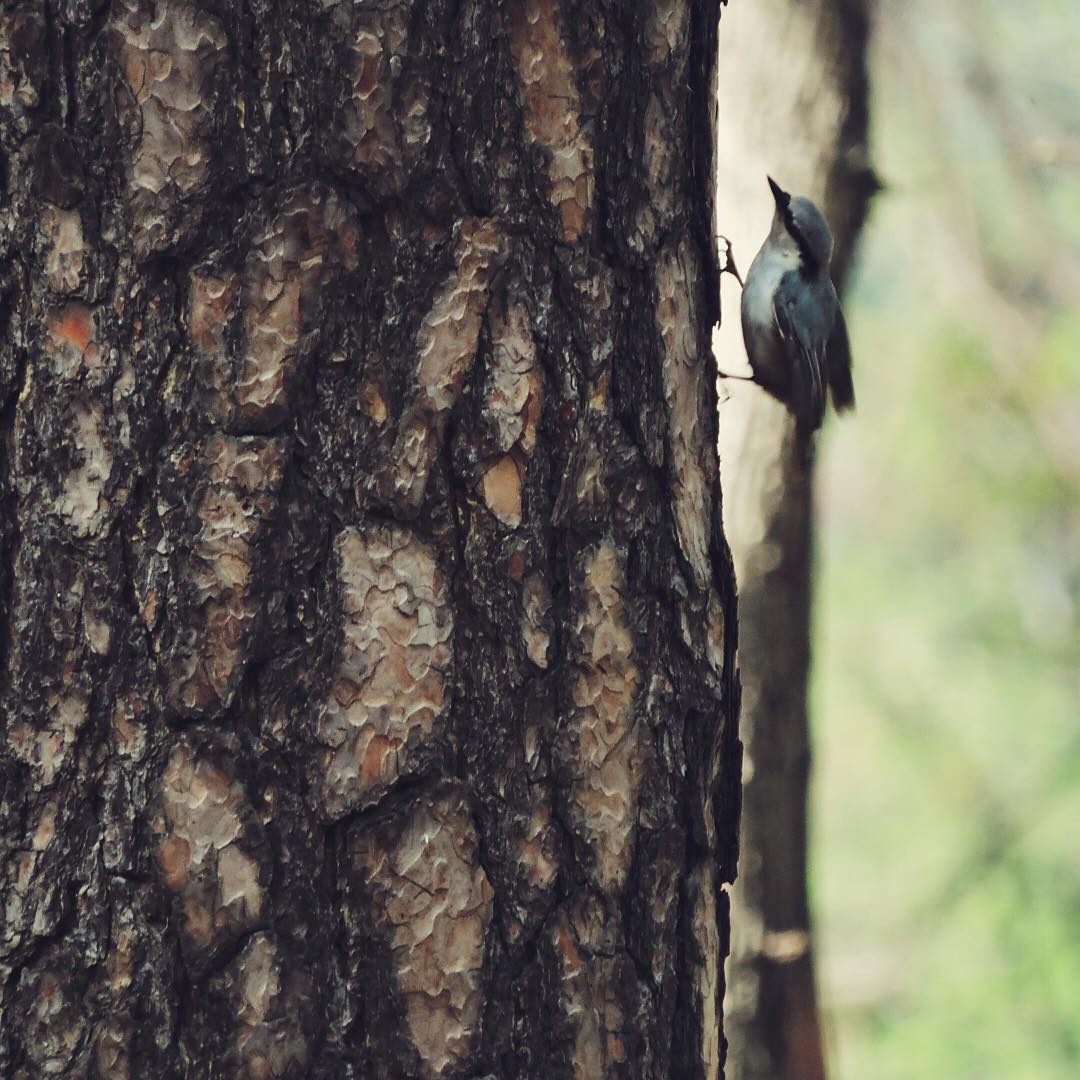 Eurasian Nuthatch 3