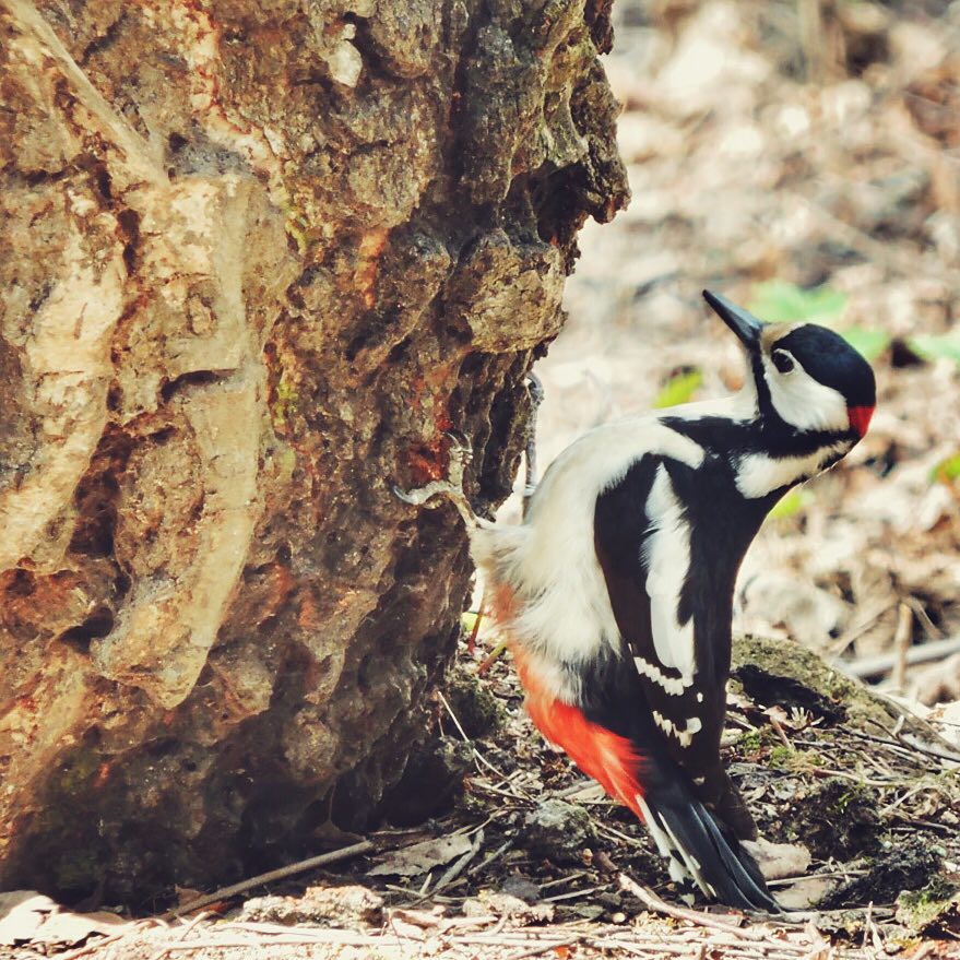 Great Spotted Woodpecker 4