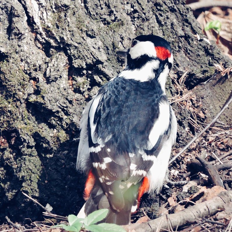 Great Spotted Woodpecker 5