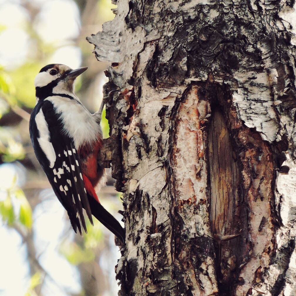 Great Spotted Woodpecker 6