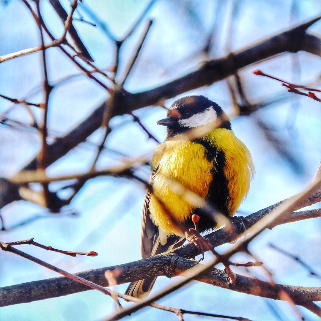 Great Tit 11