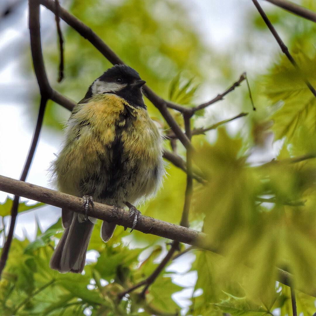 Great Tit 12