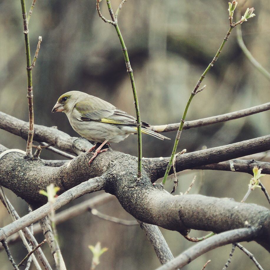 Greenfinch 5