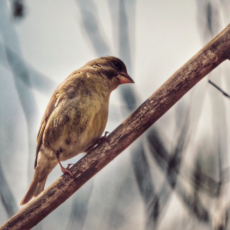 Greenfinch 6