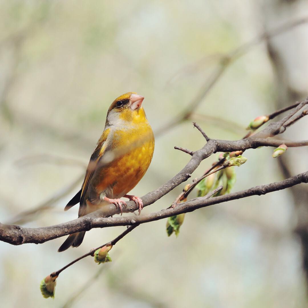 Greenfinch 7