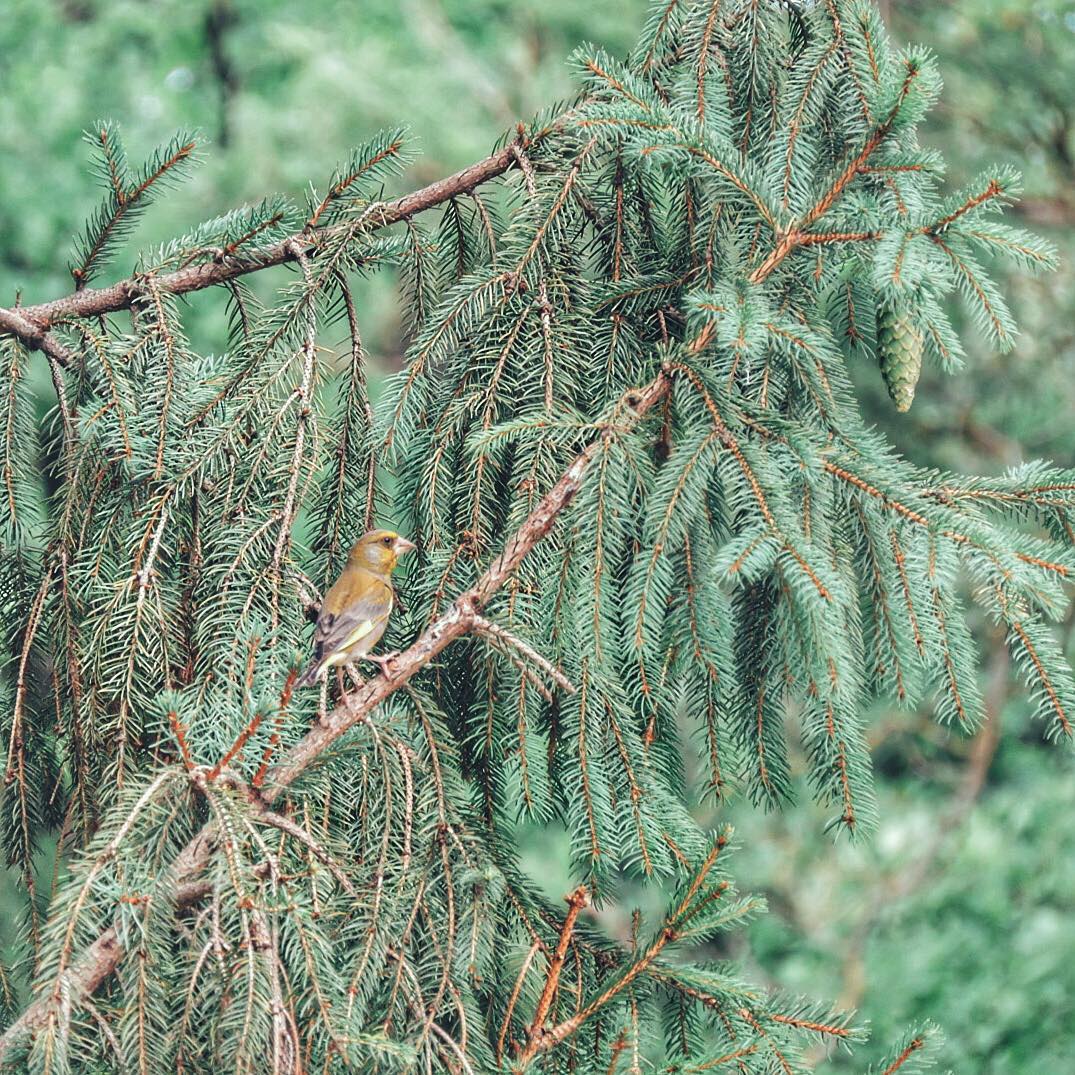 Greenfinch 8