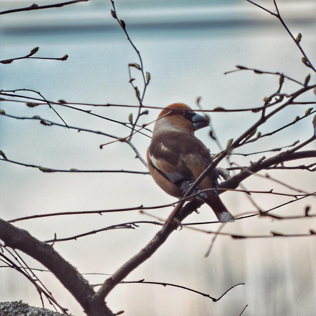 Hawfinch 1