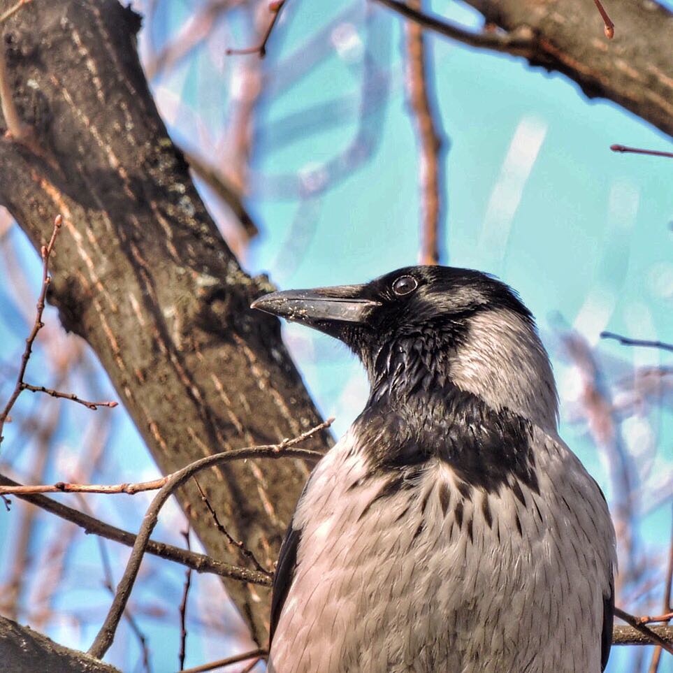 Hooded Crow 11