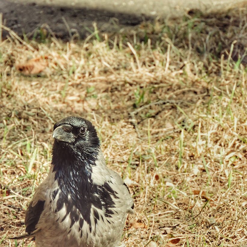 Hooded Crow 13