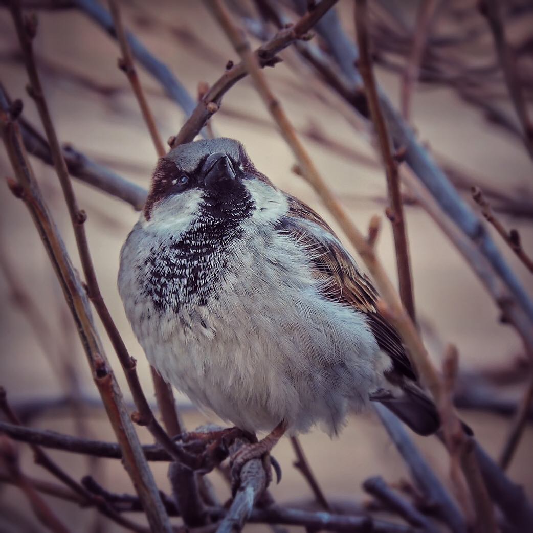 House Sparrow 10