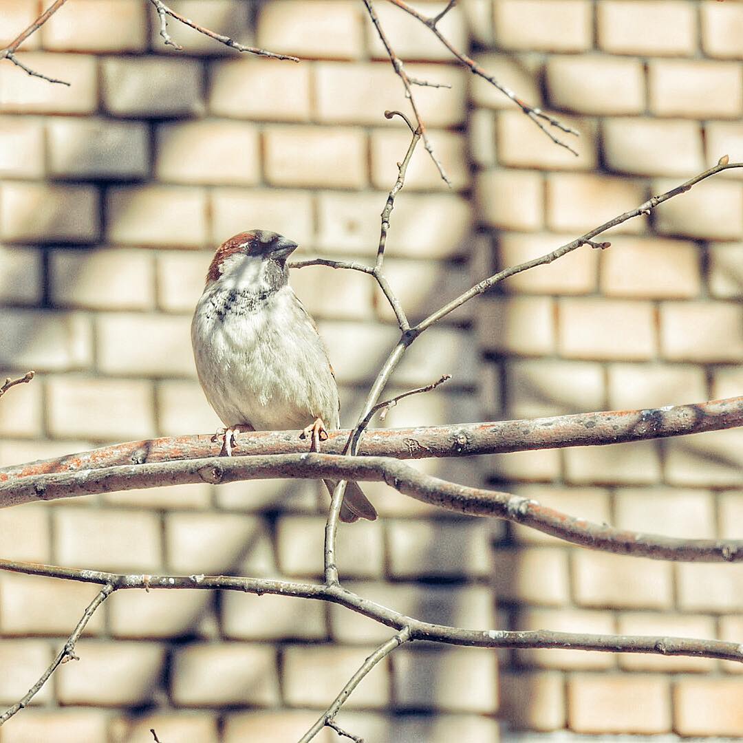 House Sparrow 11