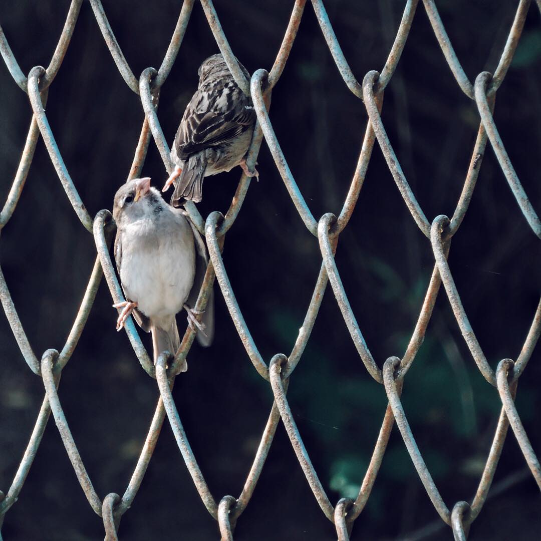 House Sparrow 12