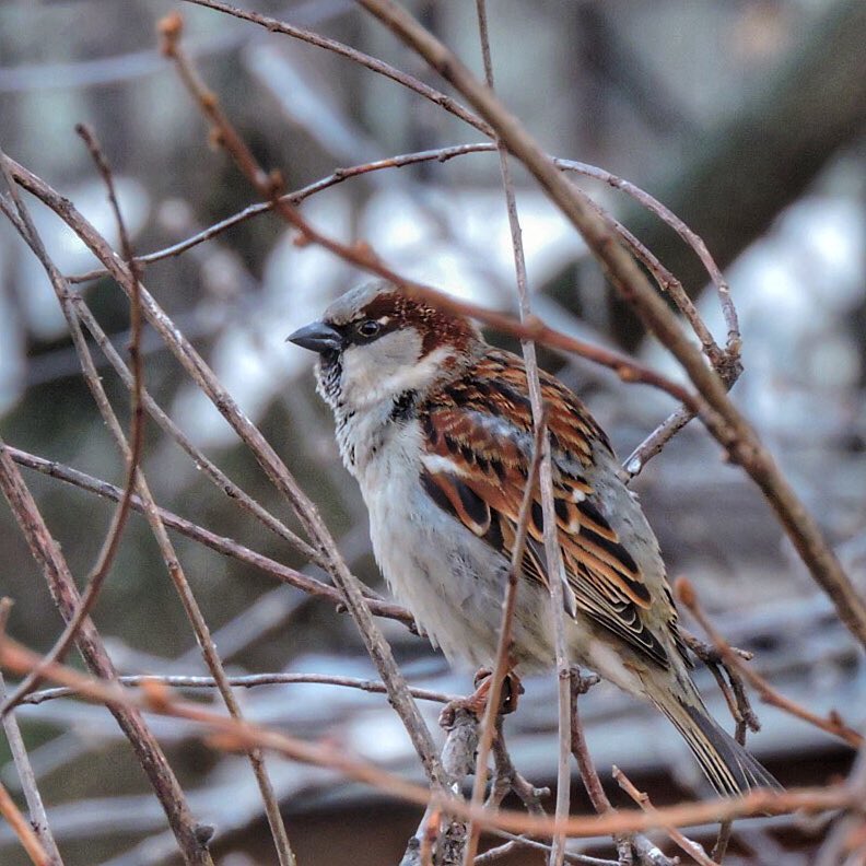 House Sparrow 8