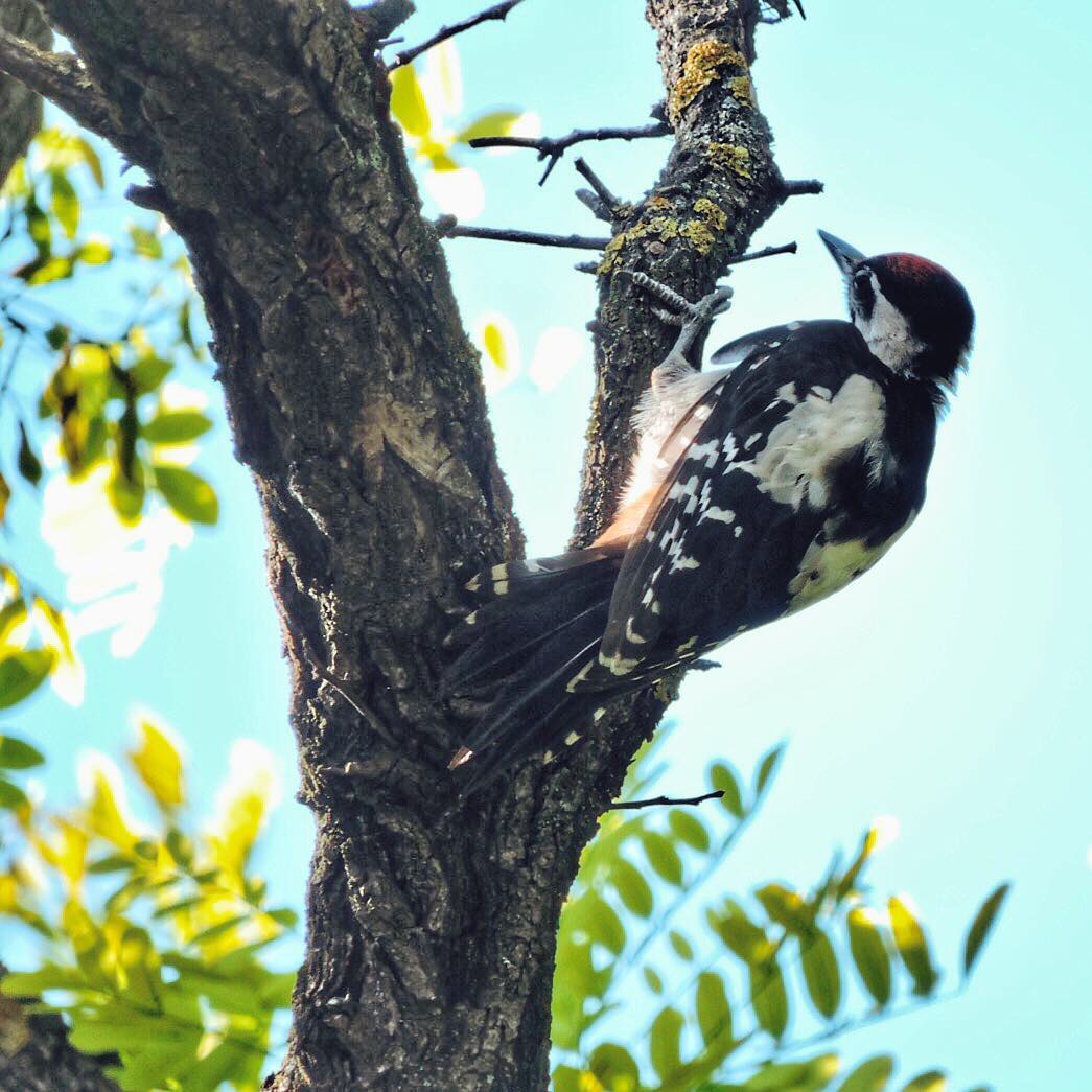 Middle Spotted Woodpecker 1