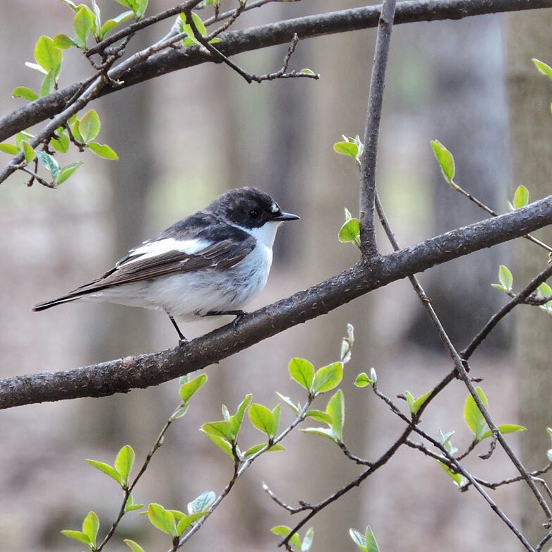 Pied flycatcher