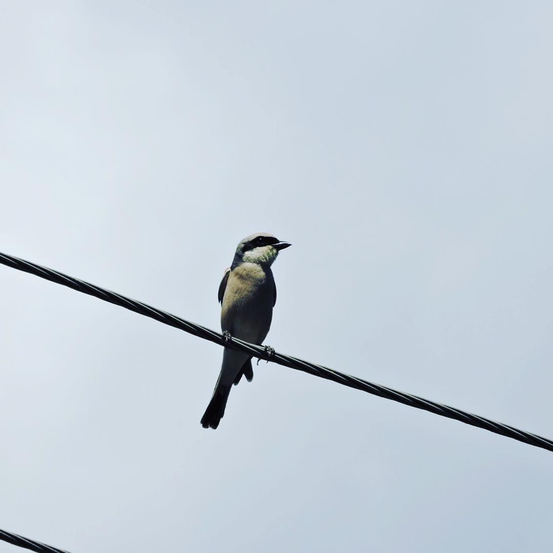 Red Backed Shrike 3