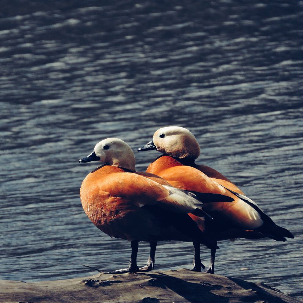 Ruddy Shelduck 6