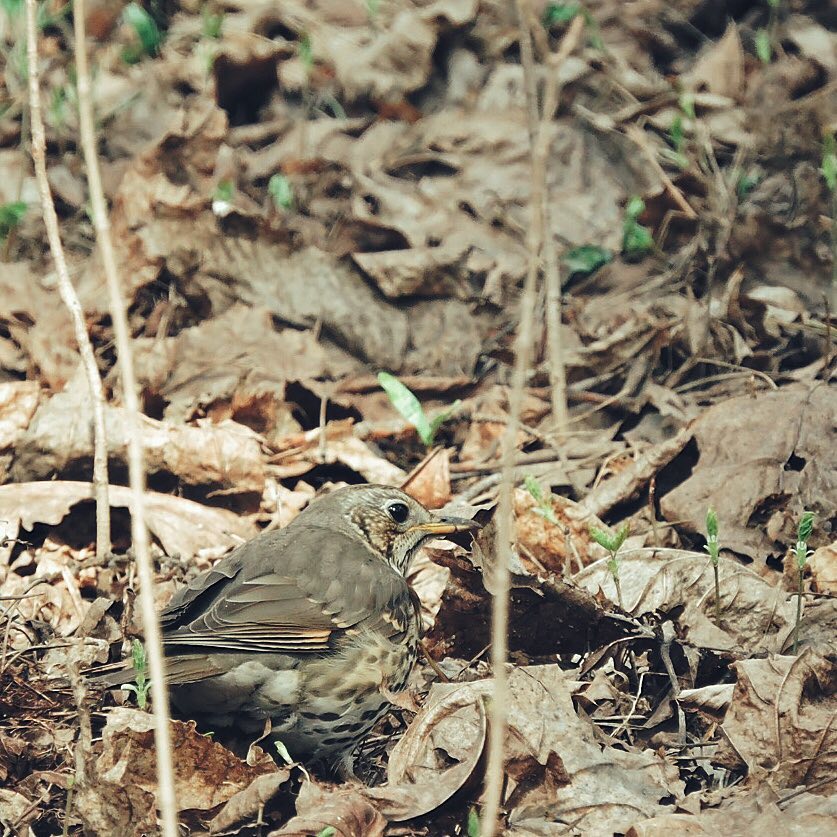 Song Thrush 3