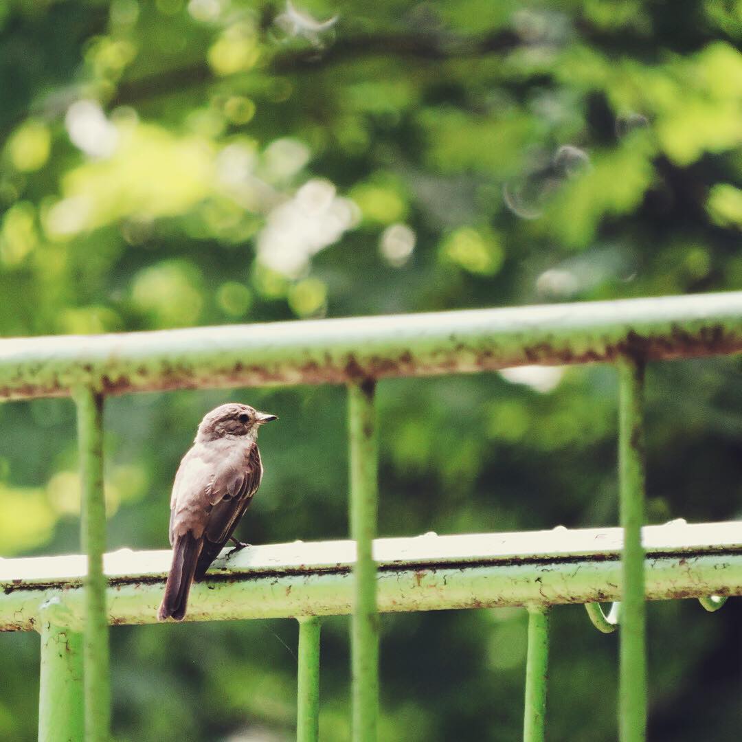 Spotted Flycatcher 1