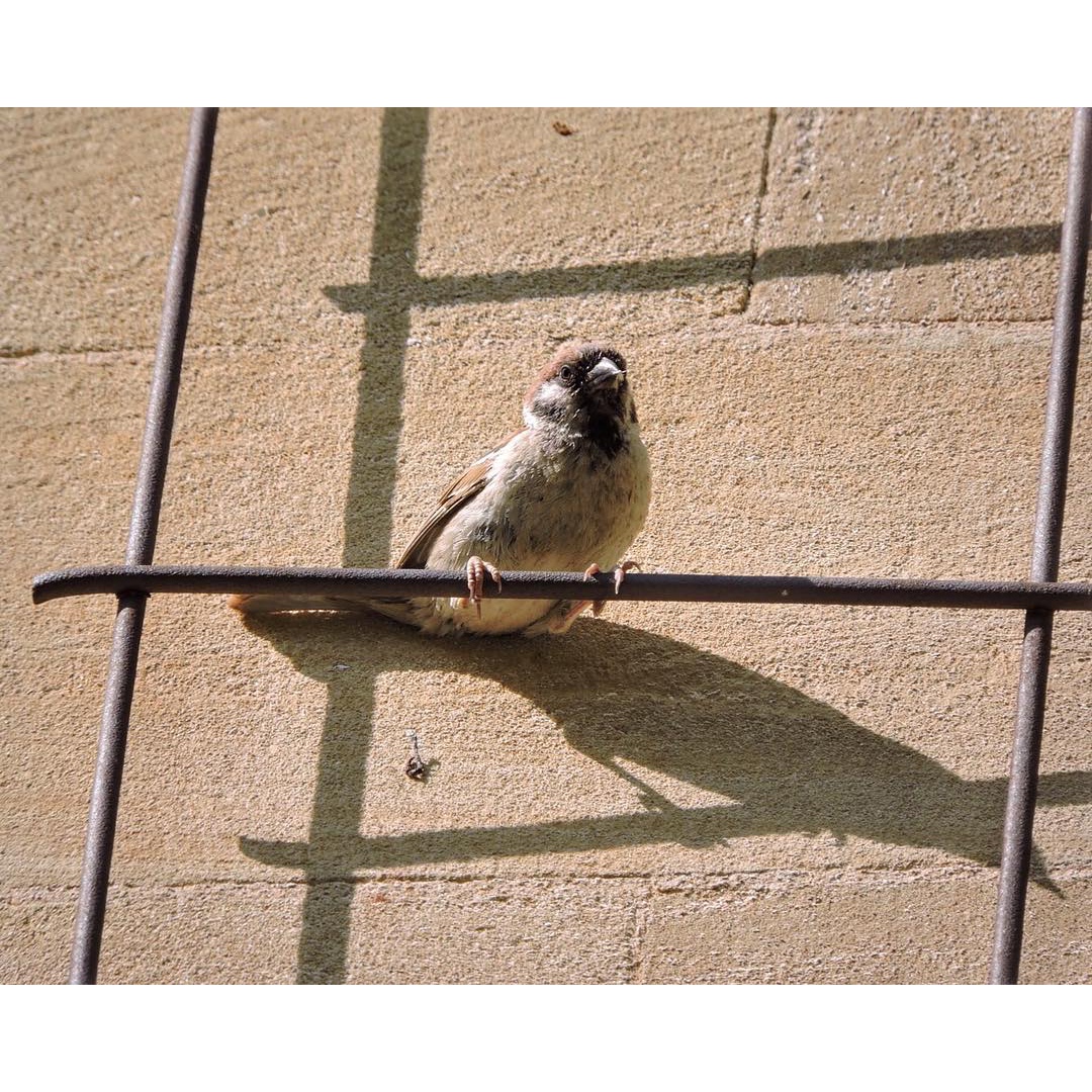 Tree Sparrow 6