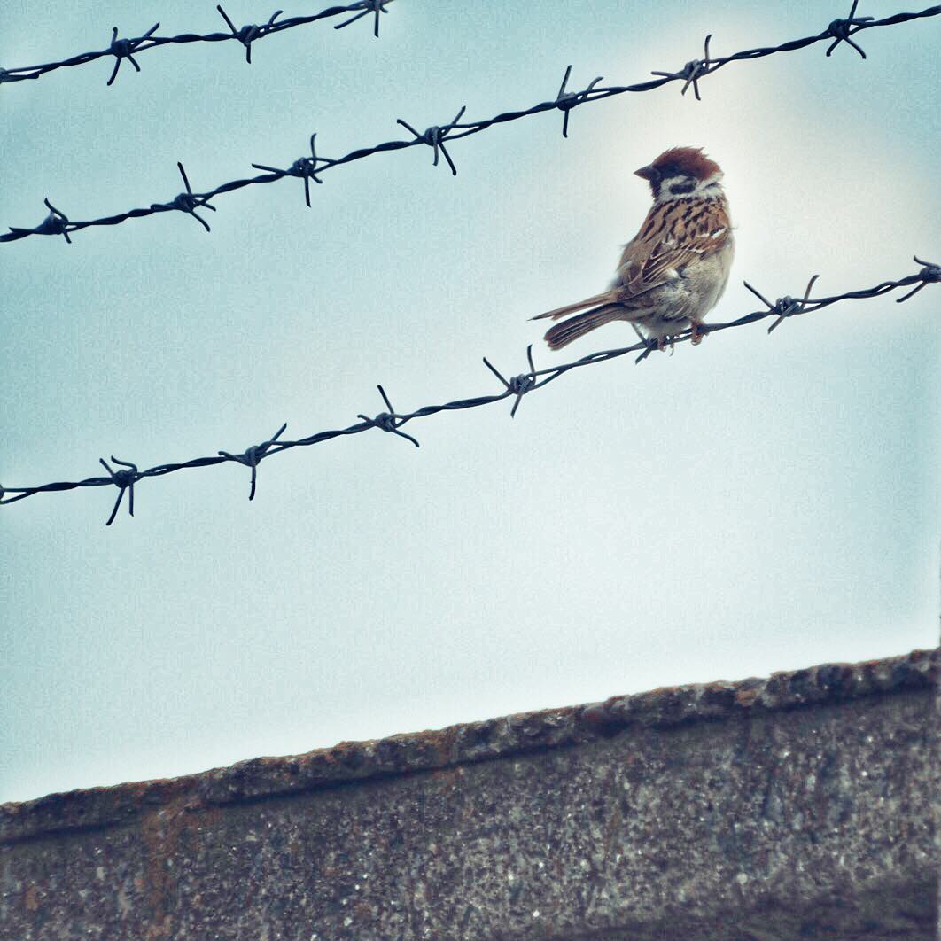 Tree Sparrow 7