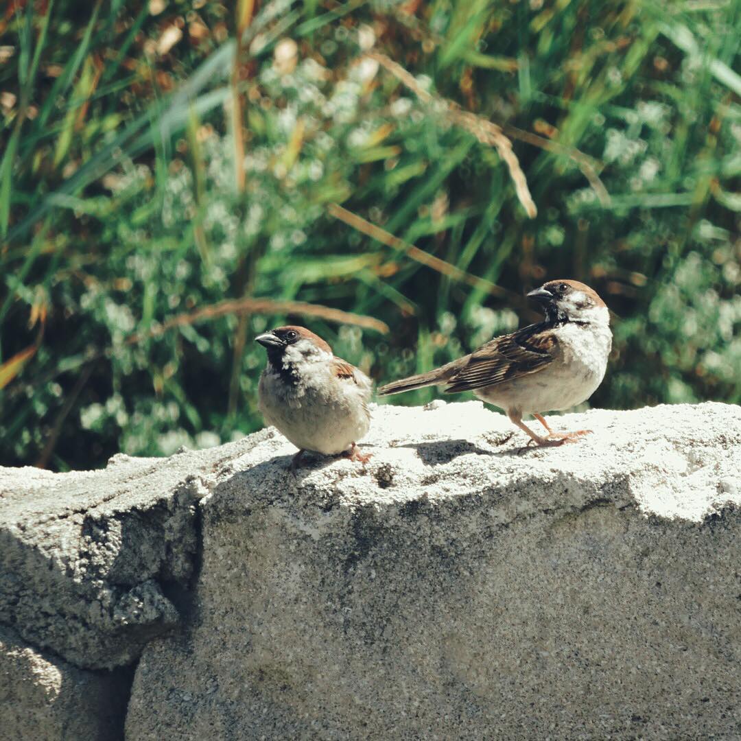 Tree Sparrow 8