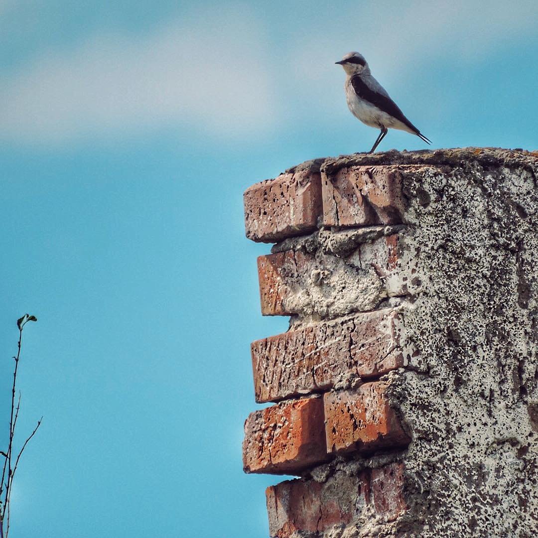 Wheatear 1