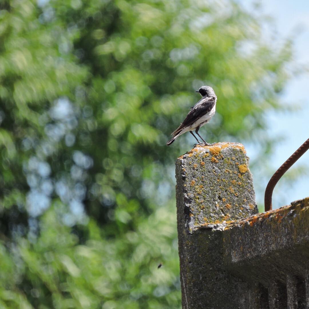 Wheatear 2