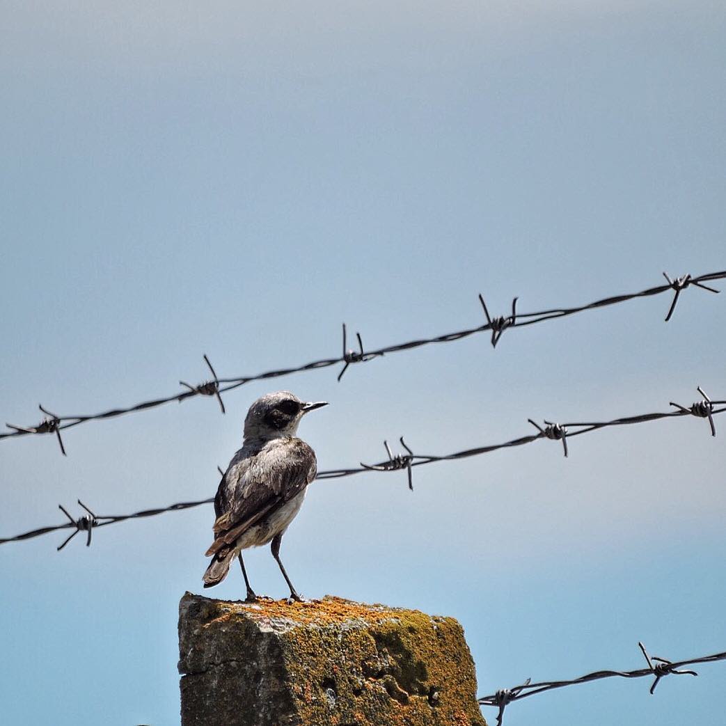 Wheatear 3