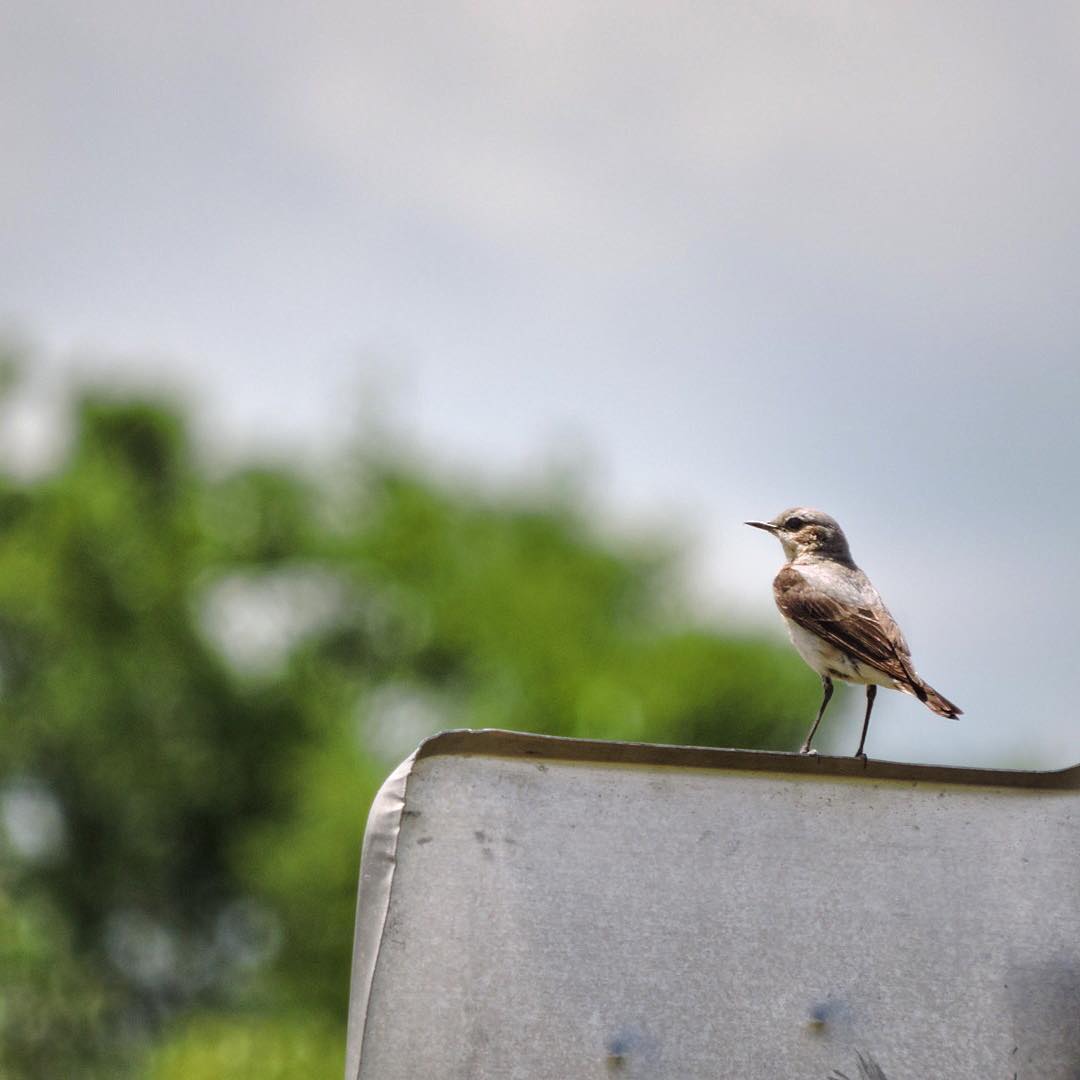 Wheatear 4