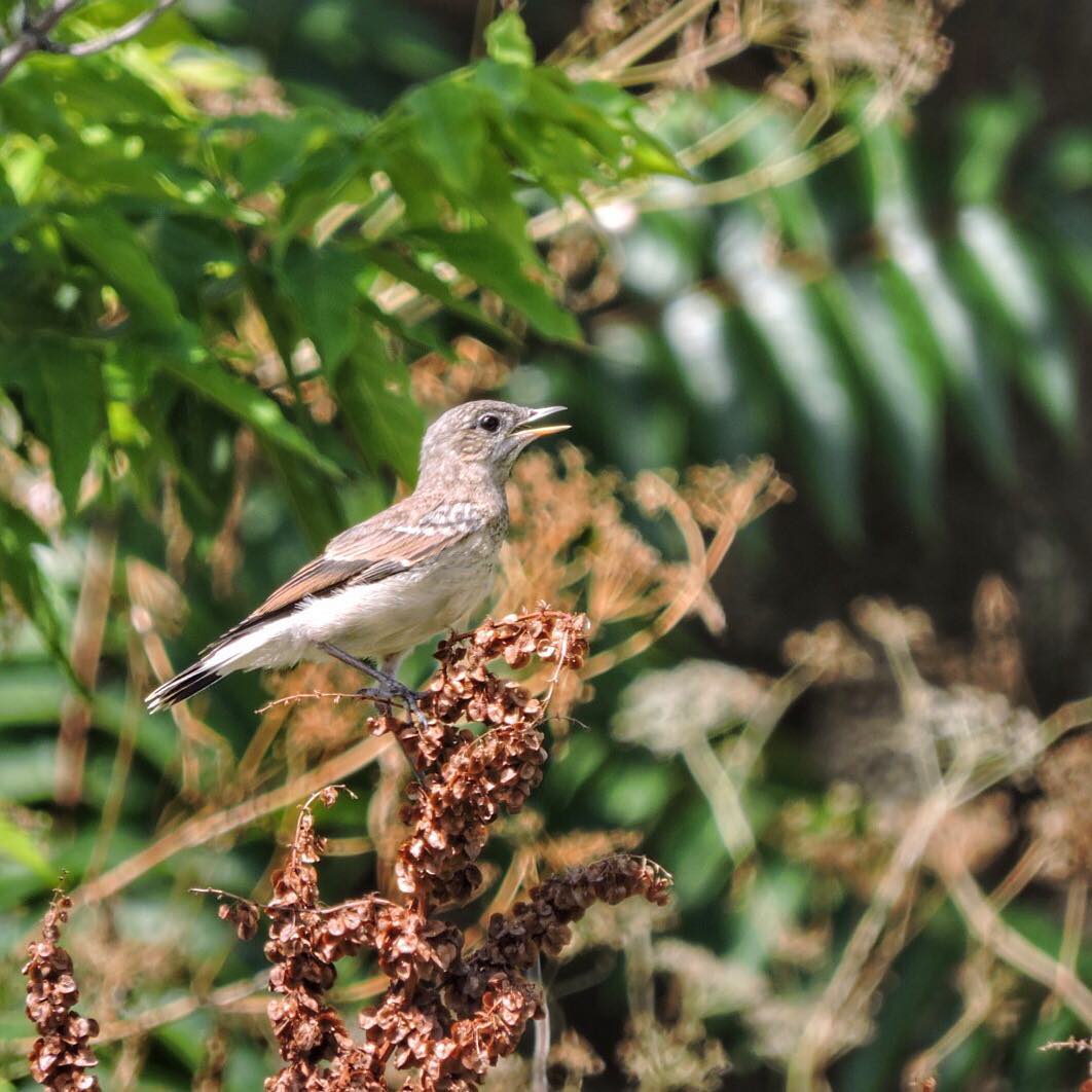 Wheatear 5