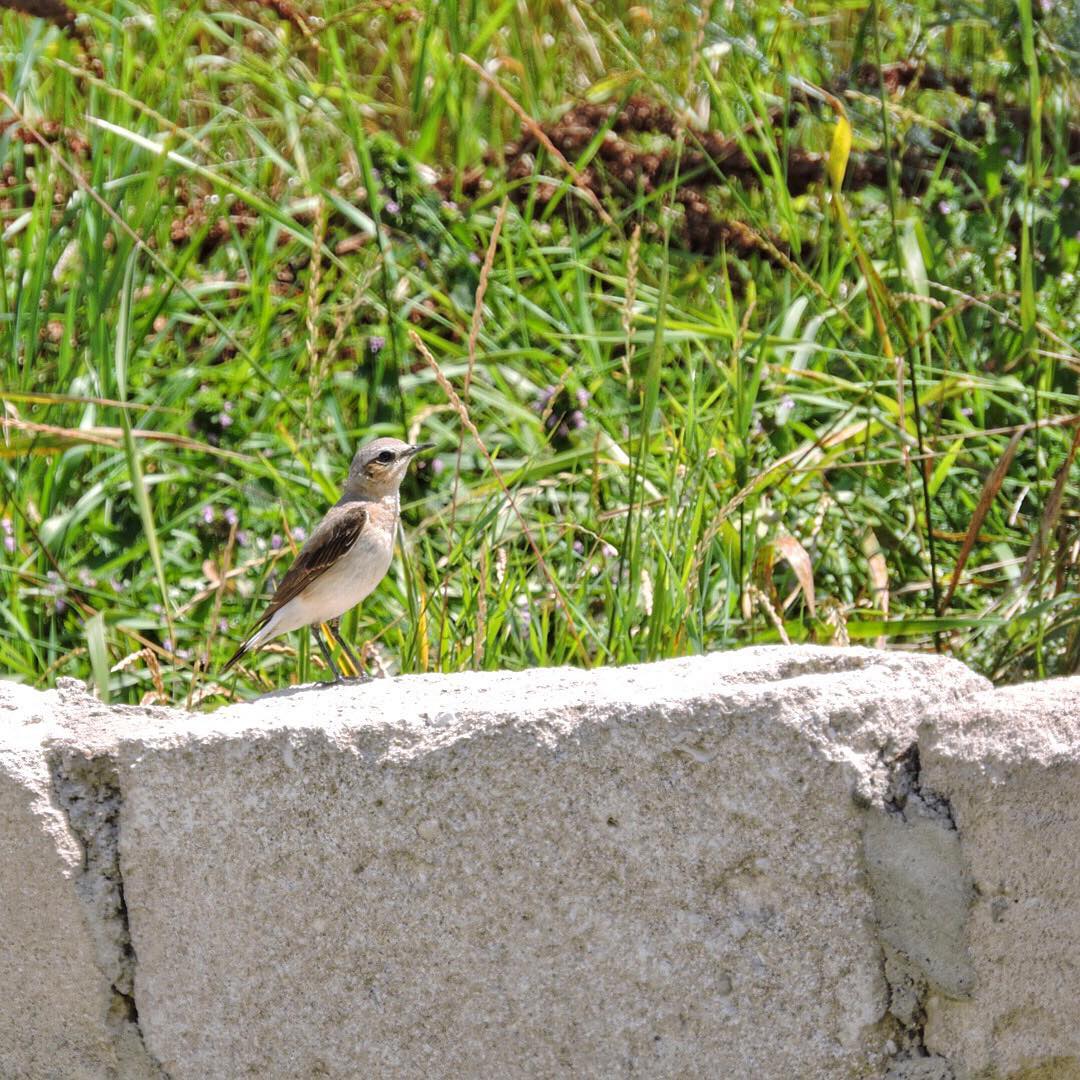 Wheatear 7