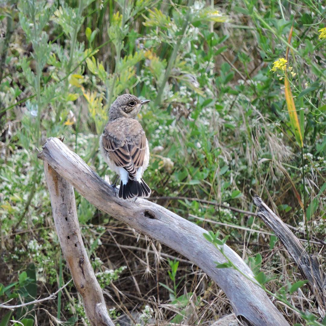 Wheatear 8