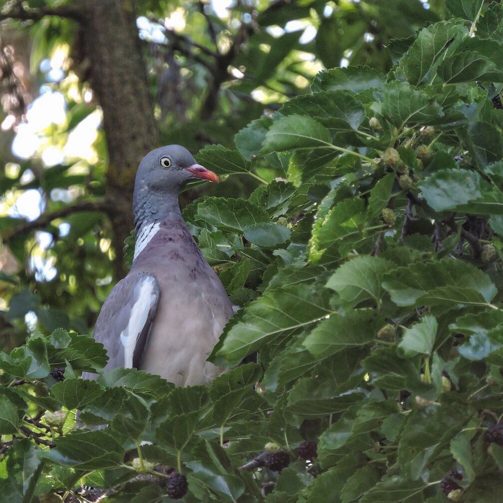 Wood Pigeon 1