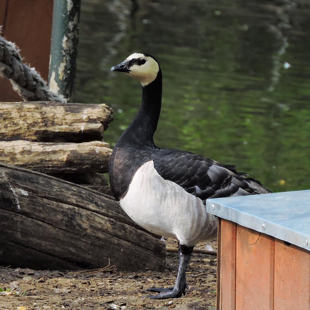 Barnacle Goose 1