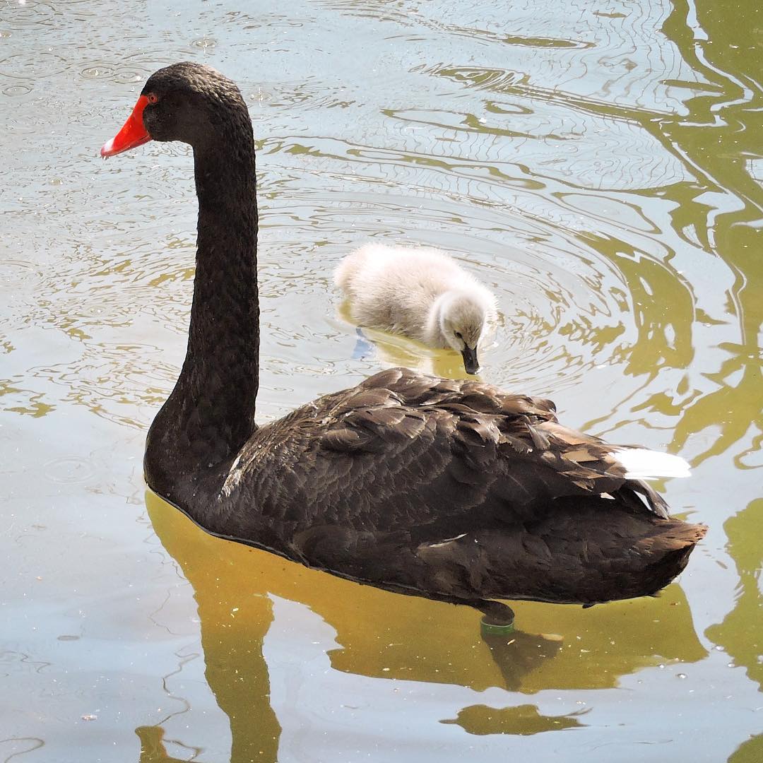 Black Swan 1