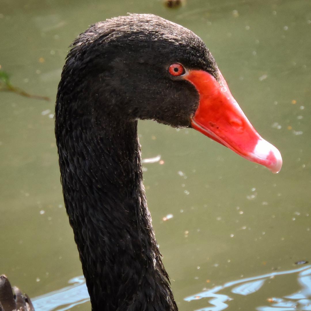 Black Swan 2