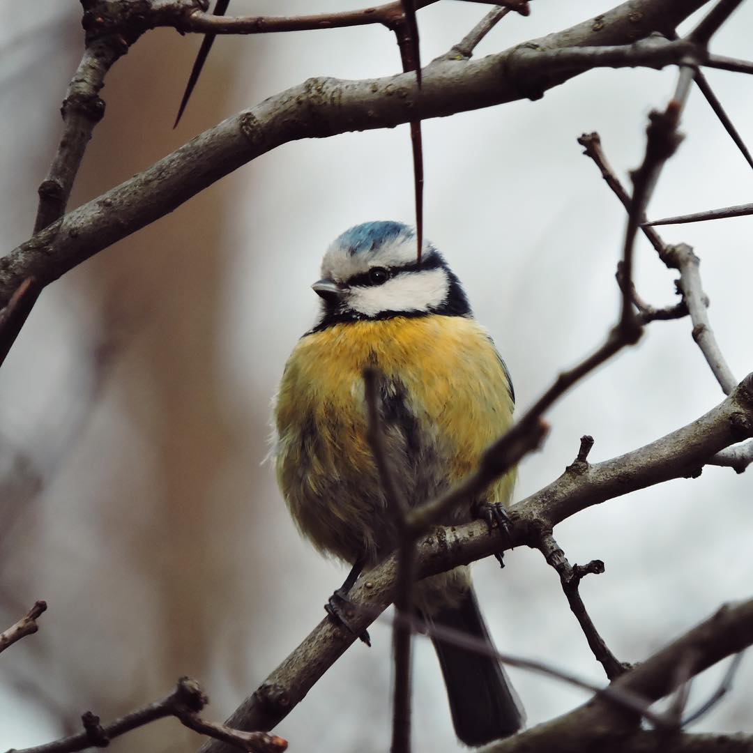 Blue Tit 5