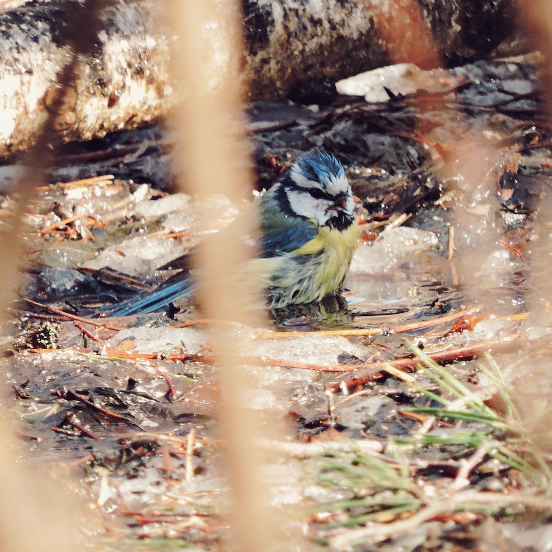 Blue Tit 6