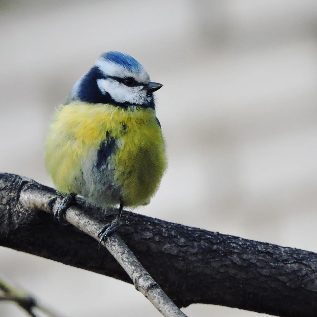 Blue Tit 7