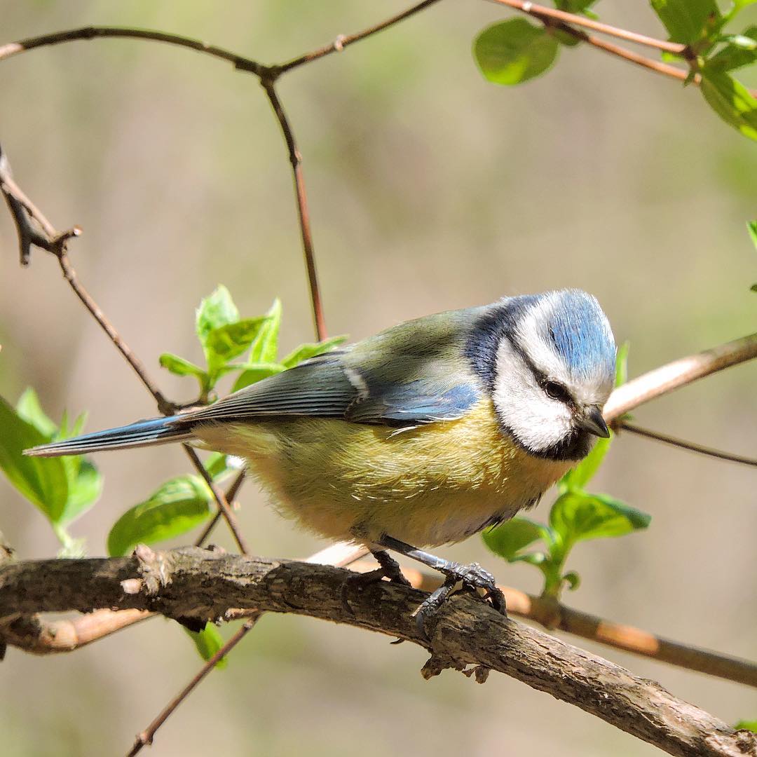 Blue Tit 8