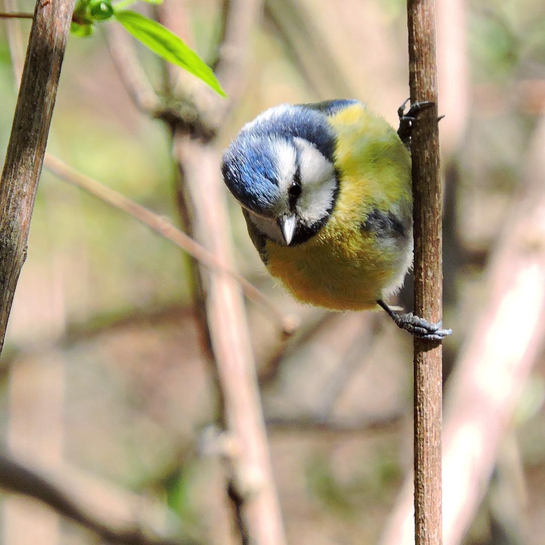 Blue Tit 9