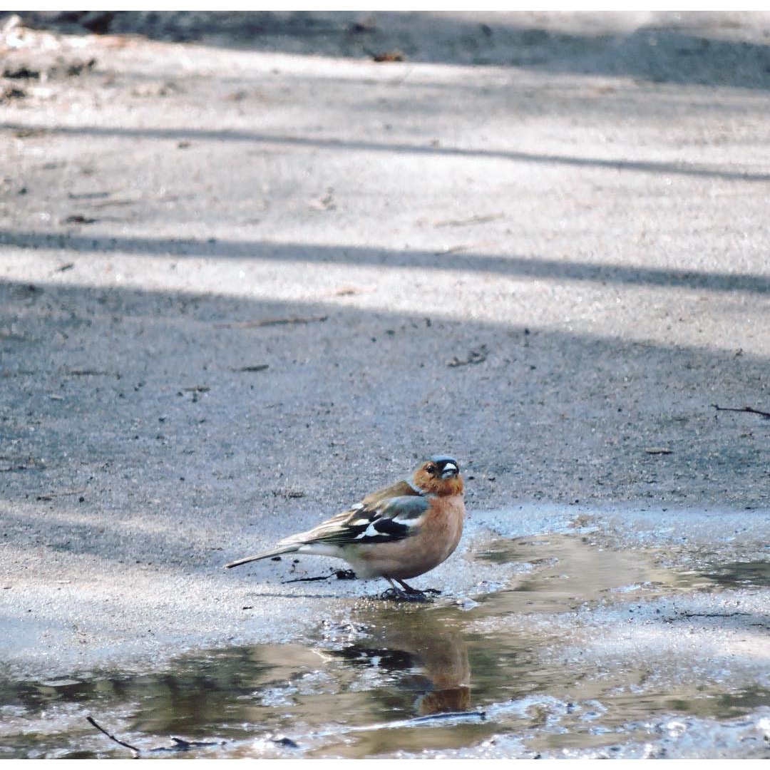 Chaffinch 11