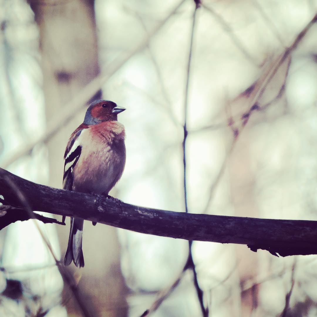 Chaffinch 12