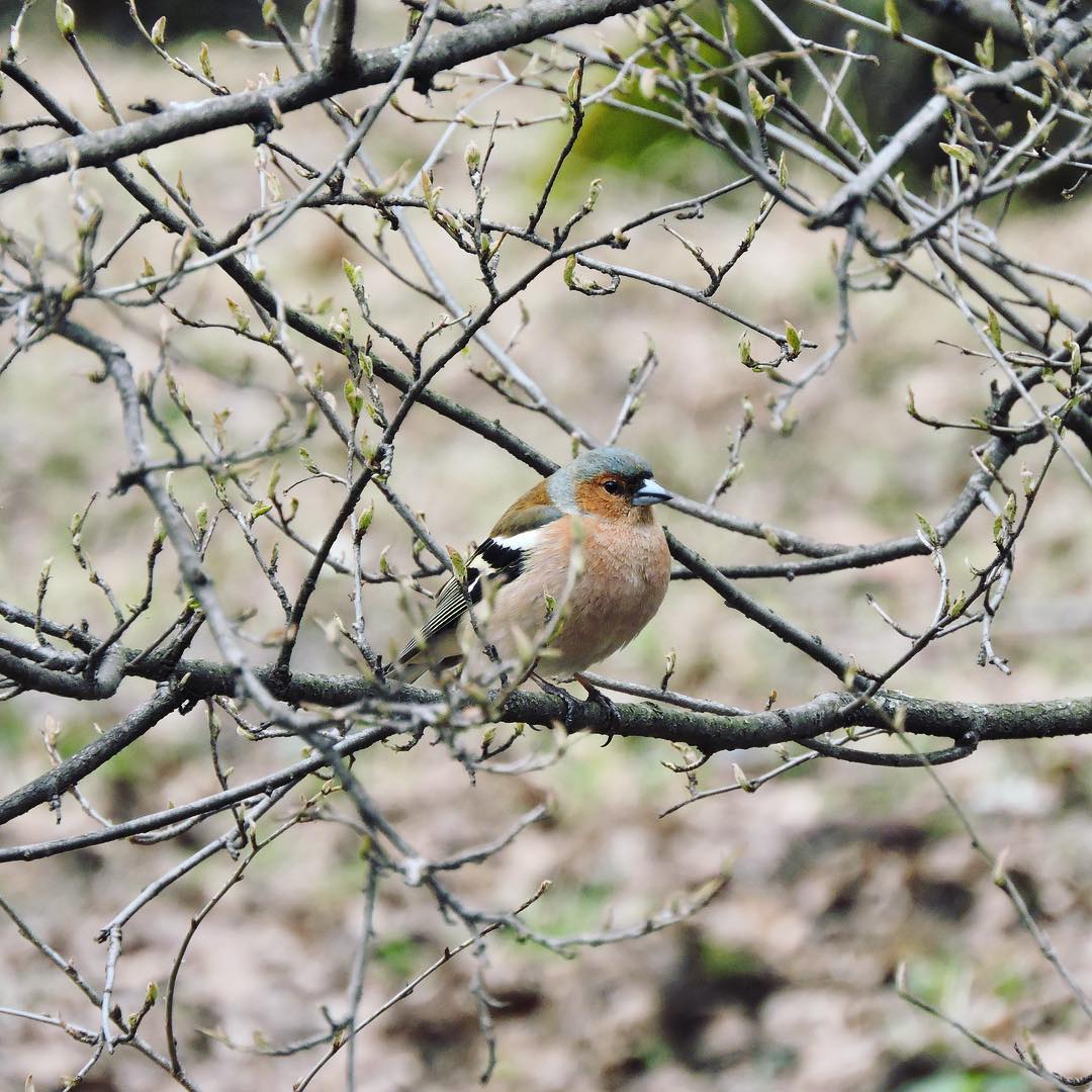 Chaffinch 14